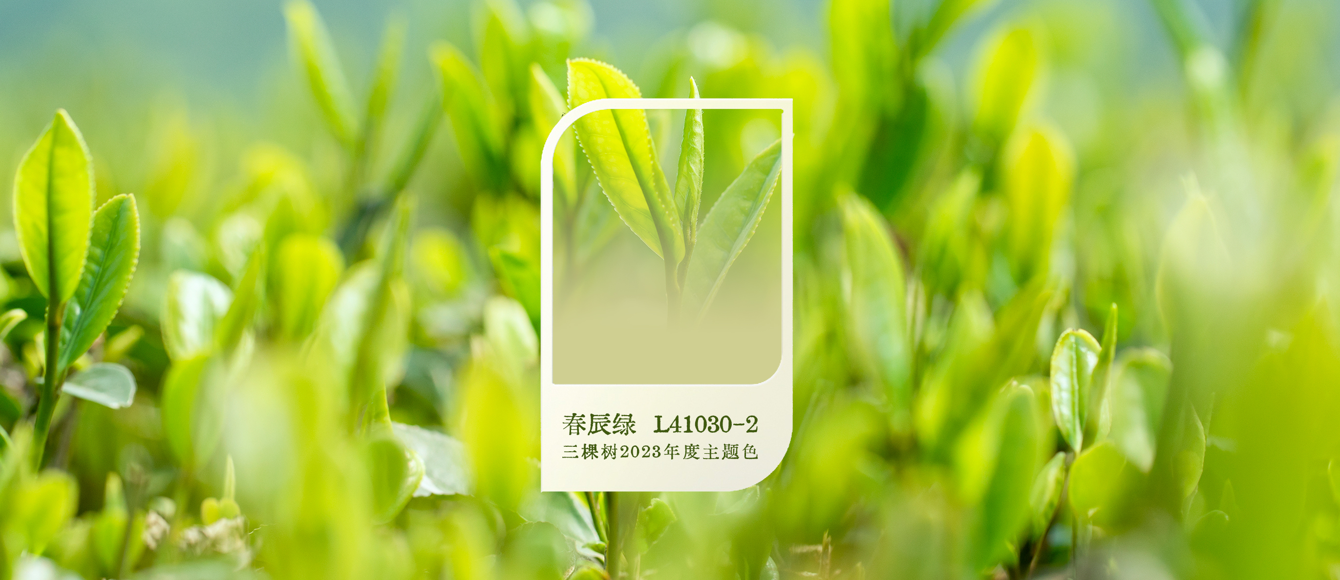 1664354627604914sQsl.jpg 春辰绿-new.jpg